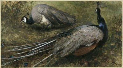 A két páva. A „Gyermekalbumból” alkotó: Adolph Menzel