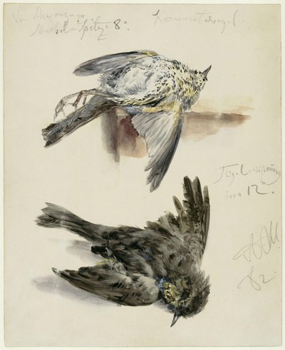 Elpusztult fenyőrigó két nézetben alkotó: Adolph Menzel