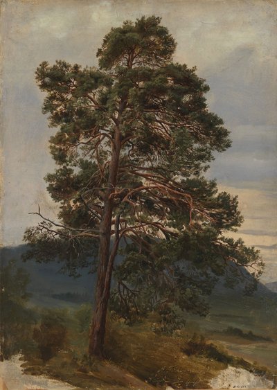 Egy fenyőfa tanulmányozása alkotó: Adolph Tidemand