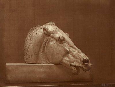 [Lófej a Parthenon timpanonjáról, British Museum] alkotó: Adolphe Braun