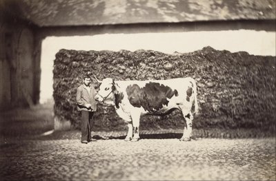 [Prize Bull] alkotó: Adolphe Braun