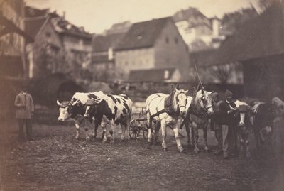 Cím nélkül Farm Animals, 1850-es évek. alkotó: Adolphe Braun