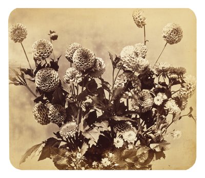 Cím nélkül, c. 1860 (albumnyomat) alkotó: Adolphe Braun
