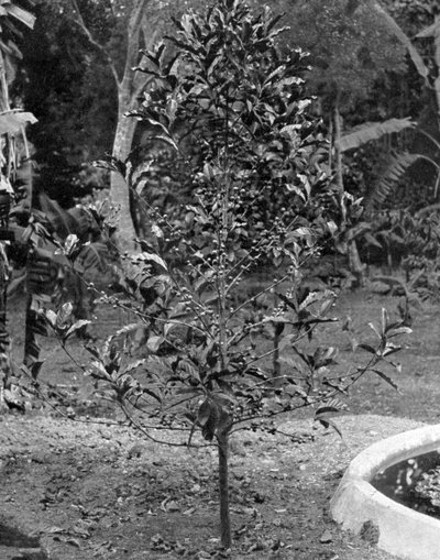 Kávéfa, Jamaica, c1905. alkotó: Adolphe Duperly and Son