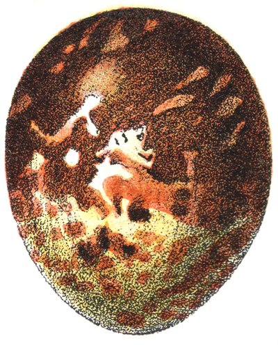 Mézes ölyv (Pernis apivorus) tojása, 1923 alkotó: Adolphe Philippe Millot