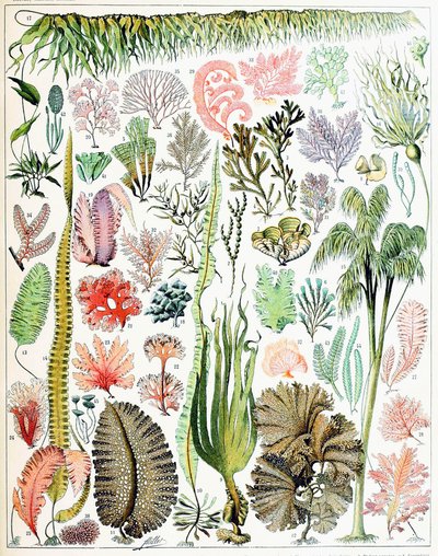 Illusztráció: alga és hínár 1923 körül alkotó: Adolphe Philippe Millot