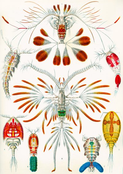 Copepods illusztráció, 1909 körül alkotó: Adolphe Philippe Millot