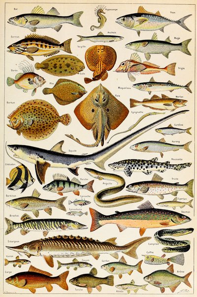 Illusztráció ehető halról, 1923 körül alkotó: Adolphe Philippe Millot