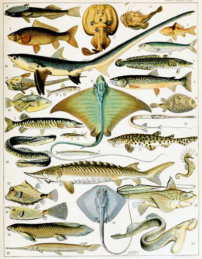 Illusztráció: Fish 1923 körül (litho) alkotó: Adolphe Philippe Millot