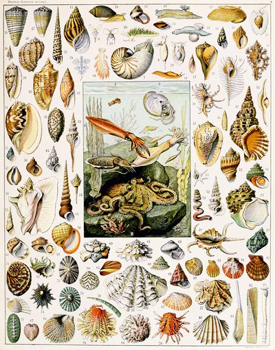 Illusztráció: Seashells 1923 körül alkotó: Adolphe Philippe Millot