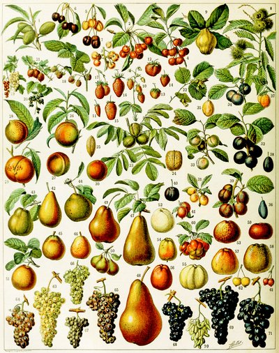 Gyümölcs illusztrációja 1923 körül alkotó: Adolphe Philippe Millot