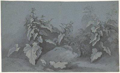 Növénytanulmány alkotó: Adriaan Boudewyns