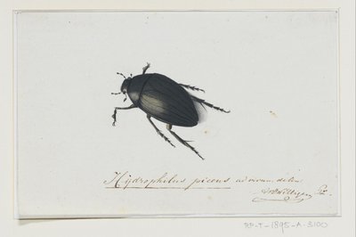 Fekete vízi bogár Hydrophilus picens (cím a tárgyon) alkotó: Adriaan van der Willigen