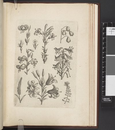 Illusztráció növényekről: „Florilegium ab Hadrianus Collaert celatum et a Philip. Kiadó: Galleau, Antwerpen alkotó: Adriaen (after) Collaert