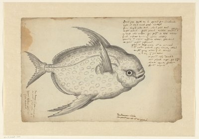 Kingfish alkotó: Adriaen Coenen