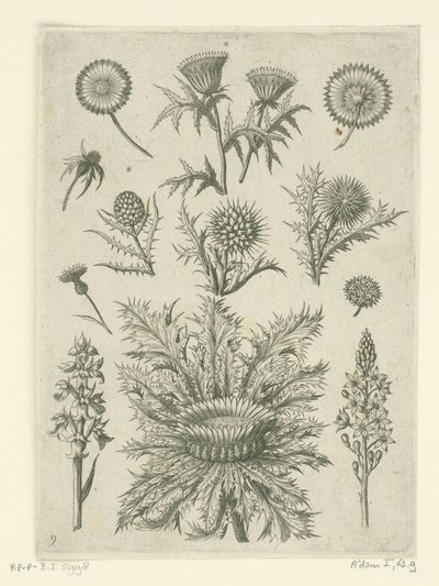 Különböző módon távol Florilegium (sorozat címe) alkotó: Adriaen Collaert