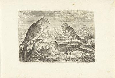 Három madár a tájban Avium Vivae (sorozat címe) Madarak (sorozat címe) alkotó: Adriaen Collaert