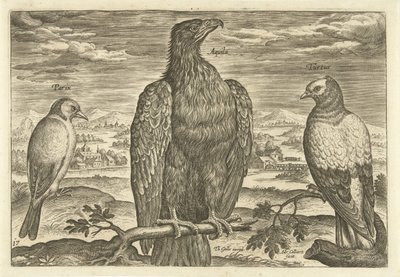Három madár a tájban Avium Vivae (sorozat címe) Madarak (sorozat címe) alkotó: Adriaen Collaert