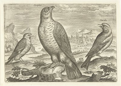 Három madár a tájban Madarak (sorozat címe) Avium vivae (sorozat címe) alkotó: Adriaen Collaert