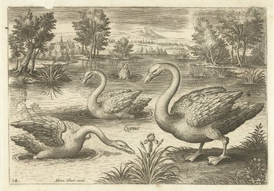 Három hattyú egy tóban Madarak (sorozat címe) Avium vivae (sorozat címe) alkotó: Adriaen Collaert
