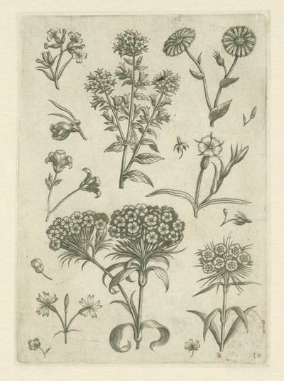 Édes Vilmos és más virágok Florilegium (sorozat címe) alkotó: Adriaen Collaert