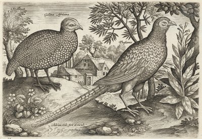  alkotó: Adriaen Collaert