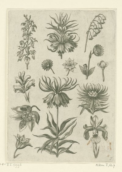 Császári korona, orchidea és gyöngyvirág Florilegium (sorozat címe) alkotó: Adriaen Collaert