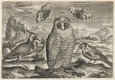  alkotó: Adriaen Collaert