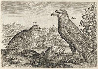  alkotó: Adriaen Collaert