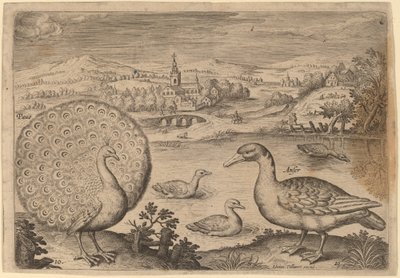 Páva és liba alkotó: Adriaen Collaert