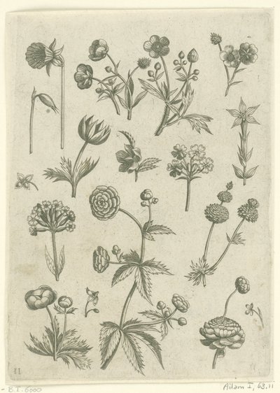 Ranonkels, primula en boterbloemen Florilegium (sorozat címe) alkotó: Adriaen Collaert