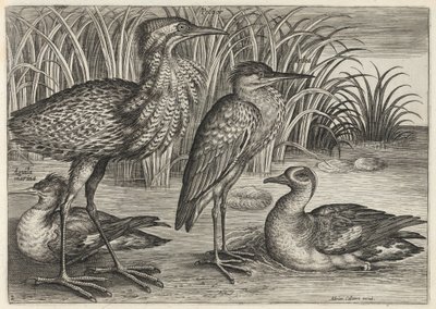  alkotó: Adriaen Collaert