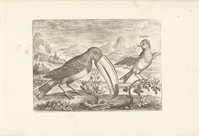 Két egzotikus madár a tájon Madarak (sorozat címe) Avium vivae (sorozat címe) alkotó: Adriaen Collaert