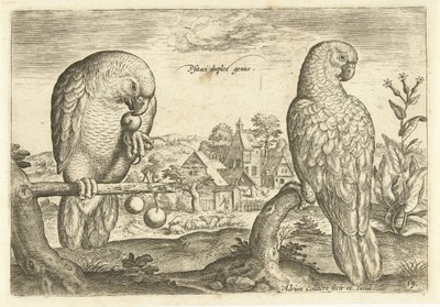 Két papagáj egy tájban Avium Vivae (sorozat címe) Madarak (sorozat címe) alkotó: Adriaen Collaert