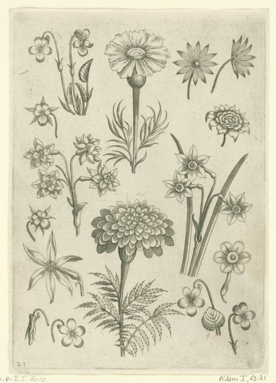 Különböző virágok, ibolya és nárcisz Florilegium (sorozat címe) alkotó: Adriaen Collaert