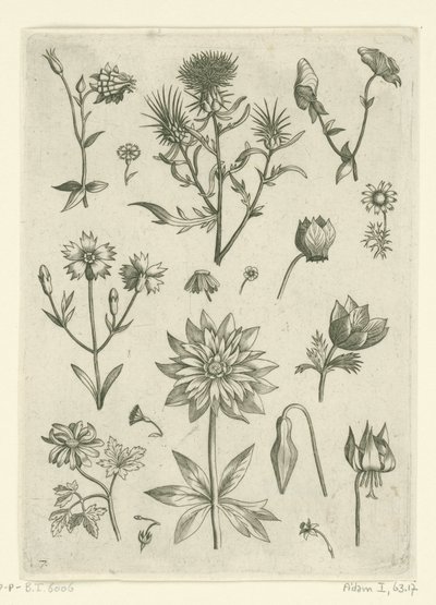 Különböző virágok, köztük a columbine és a ciklámen Florilegium (sorozat címe) alkotó: Adriaen Collaert