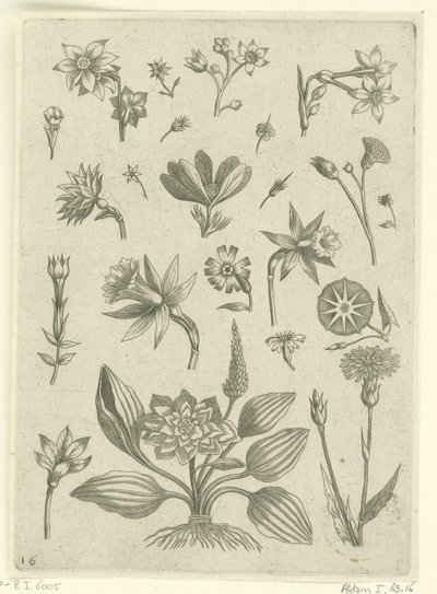Különféle virágok, köztük trombita nárcisz Florilegium (sorozat címe) alkotó: Adriaen Collaert