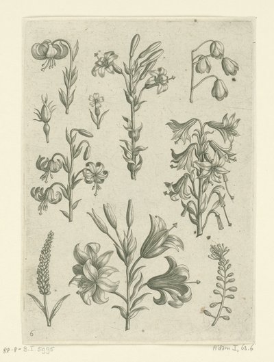 Négy nagy liliom és néhány kisebb virág Florilegium (sorozat címe) alkotó: Adriaen Collaert