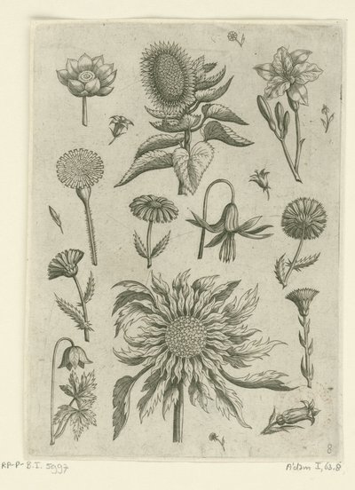 Napraforgó és egyéb virágok. Florilegium (sorozat címe) alkotó: Adriaen Collaert