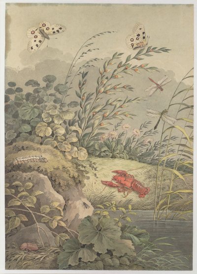 Vízdarab rákkal, pillangókkal, szitakötőkkel és homoktövissel, c. 1800. alkotó: Adrian Zingg
