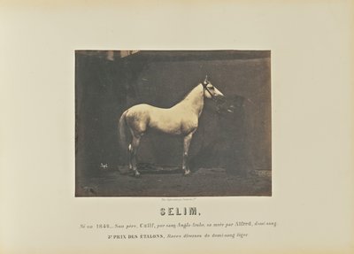 Selim alkotó: Adrien Alban Tournachon