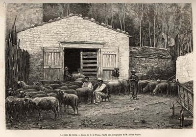 A birkakereskedelem, a gazdaság minden alkalmazottja ebben a feladatban volt, fiú, szolga, a pásztor felügyelete mellett, A.Marie rajza alapján metszett, Roquefortba és környékére utazást illusztrálva, Adrien Roques és Jules Charton, alkotó: Adrien Emmanuel Marie