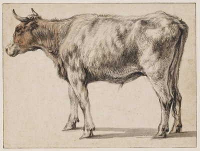 Álló fiatal bika alkotó: Aelbert Cuyp