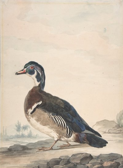 Egy kacsa, 1725-92. alkotó: Aert Schouman
