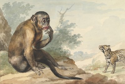 Egy sziklán ülő majom civetre néz, 1764. alkotó: Aert Schouman