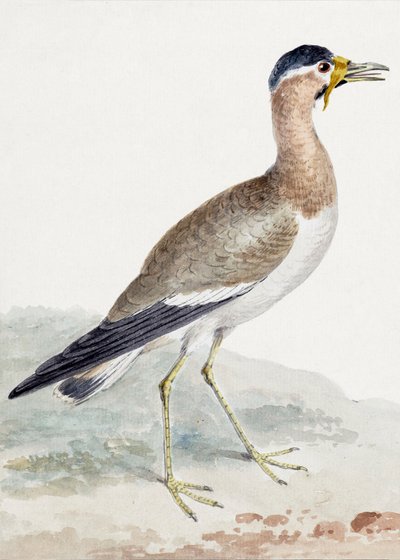 Sárga tarajos székicsér alkotó: Aert Schouman