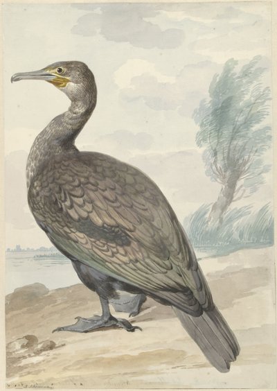 Kormorán alkotó: Aert Schouman