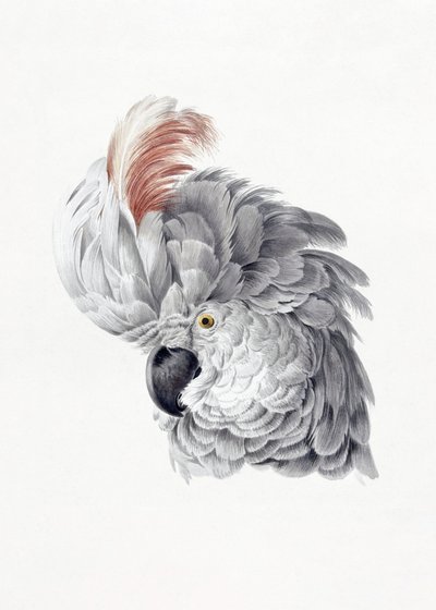 Kakadu-fok alkotó: Aert Schouman