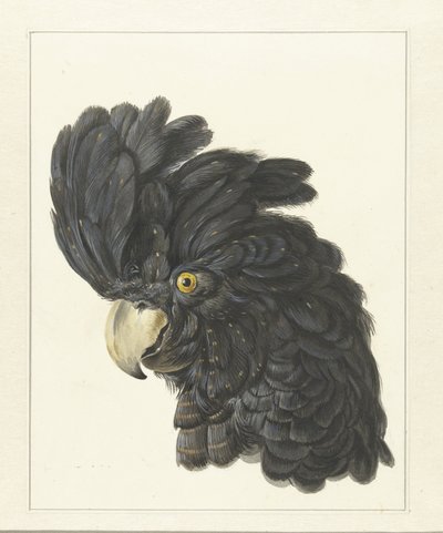 Egy kakadu feje Papagáj feje (cím a tárgyon) alkotó: Aert Schouman