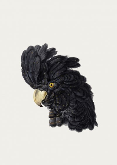 Kakadu feje alkotó: Aert Schouman